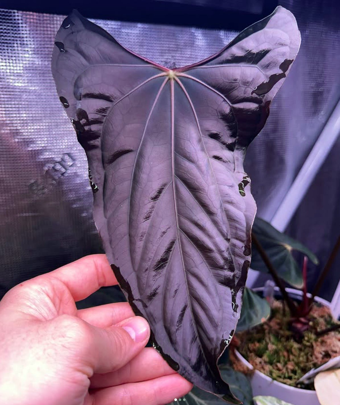 Papillilaminum Ralph Lynam — Granthuriums photo 1