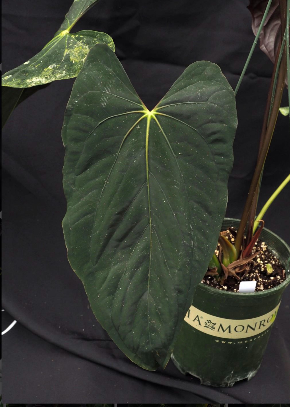 Papillilaminum Ralph Lynam × self — WuHoo Tropicals photo 1