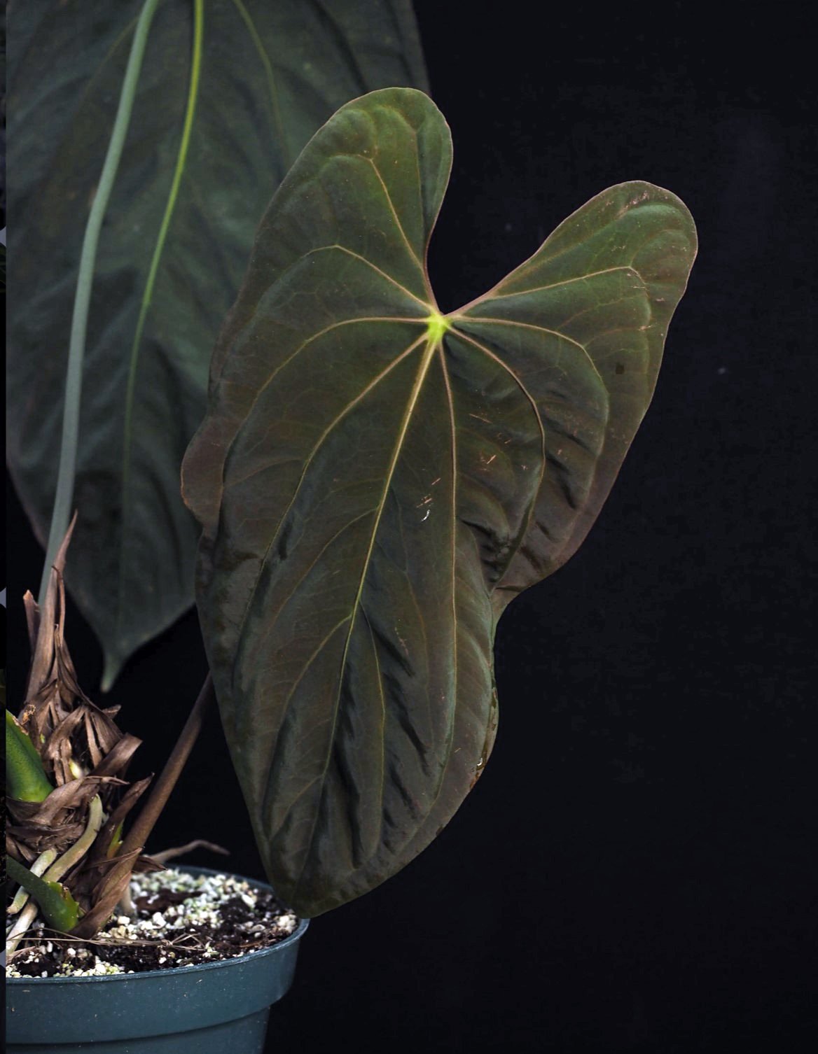 Papillilaminum Ree Gardens — WuHoo Tropicals photo 1