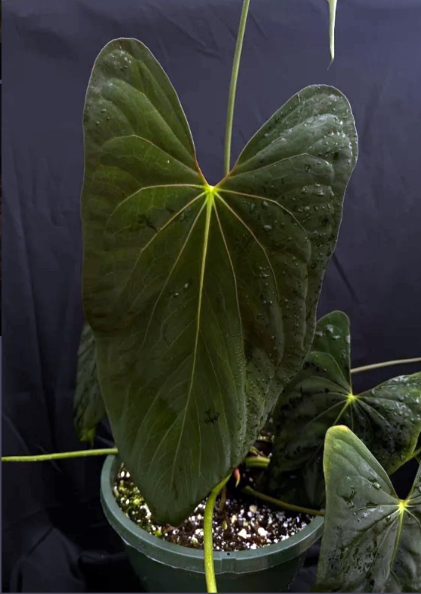 Papillilaminum Ree Gardens — WuHoo Tropicals photo 2