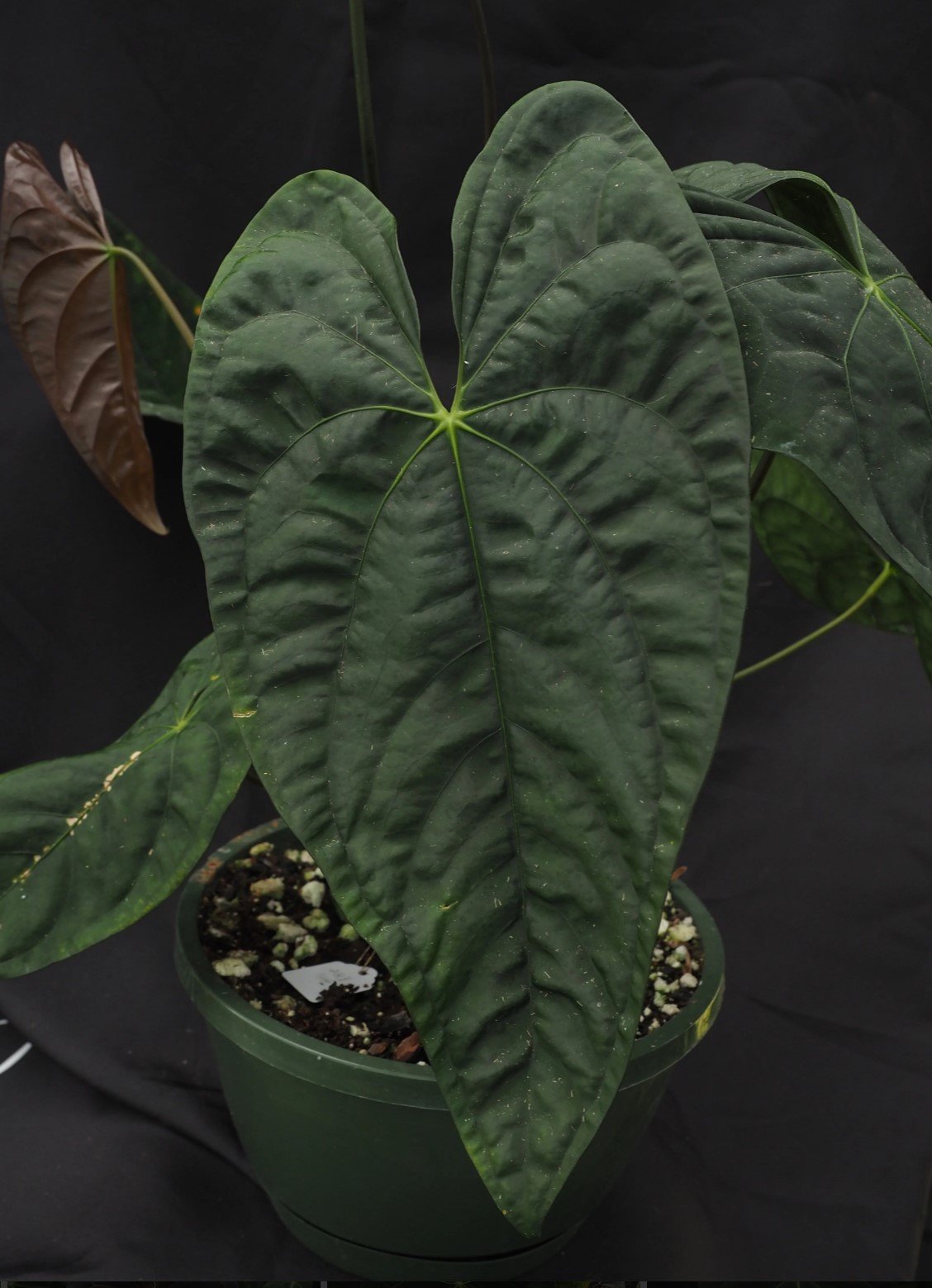 Papillilaminum Voldemort — WuHoo Tropicals photo 1