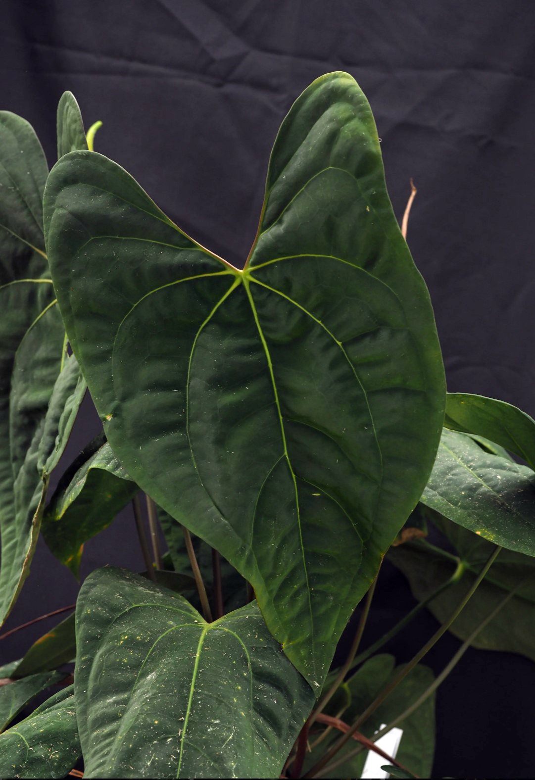 Papillilaminum Wu1 — WuHoo Tropicals photo 1