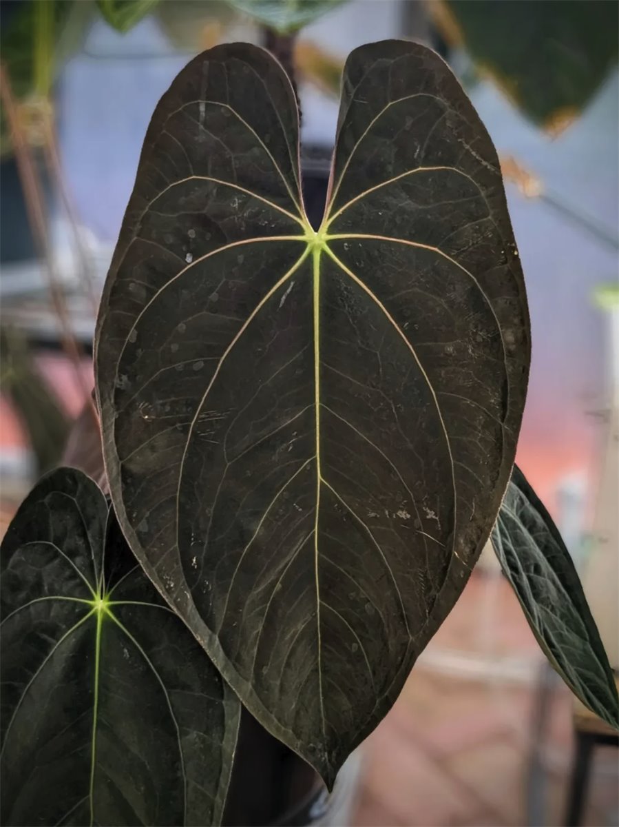 Anthurium papillilaminum — The Leaf Gallery photo 1