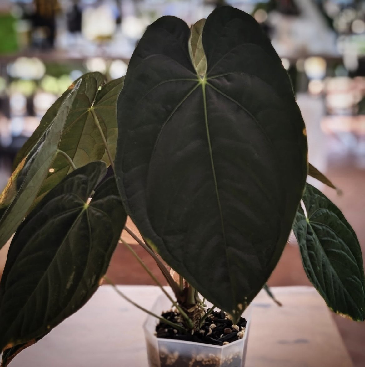 Anthurium papillilaminum — The Leaf Gallery photo 2