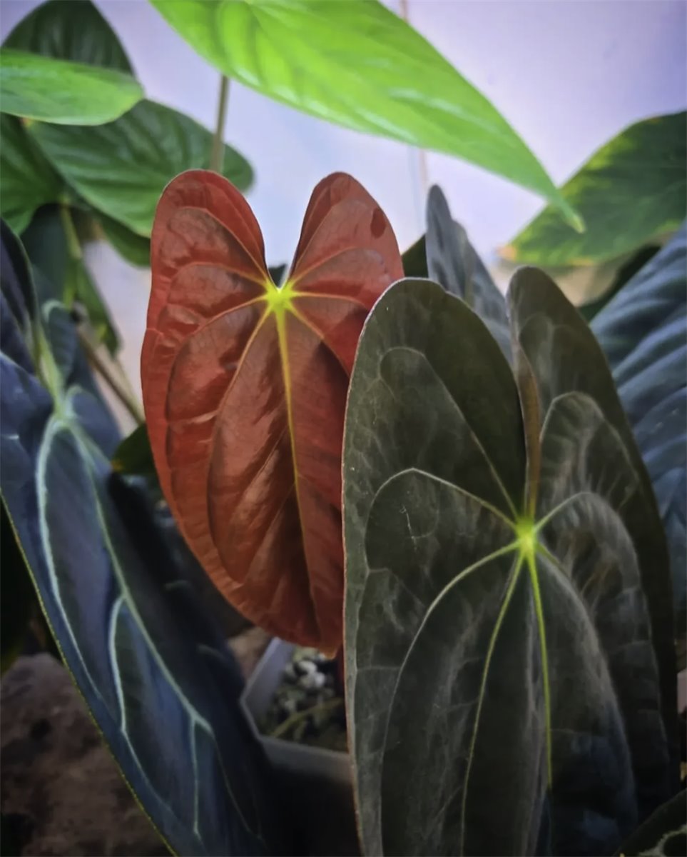 Anthurium papillilaminum — The Leaf Gallery photo 3