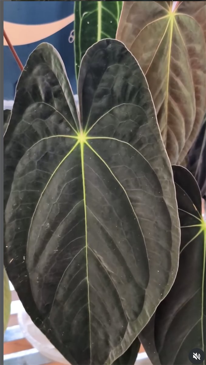 Anthurium papillilaminum — The Leaf Gallery photo 4