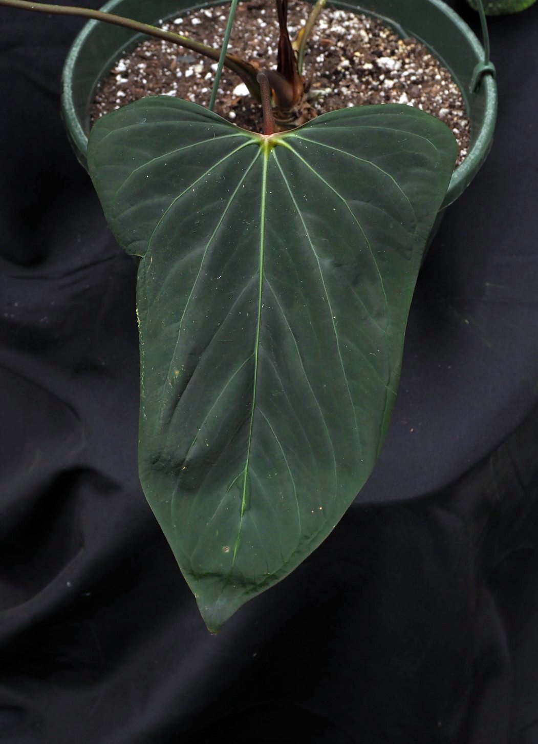 Portillae Dorito — WuHoo Tropicals photo 1