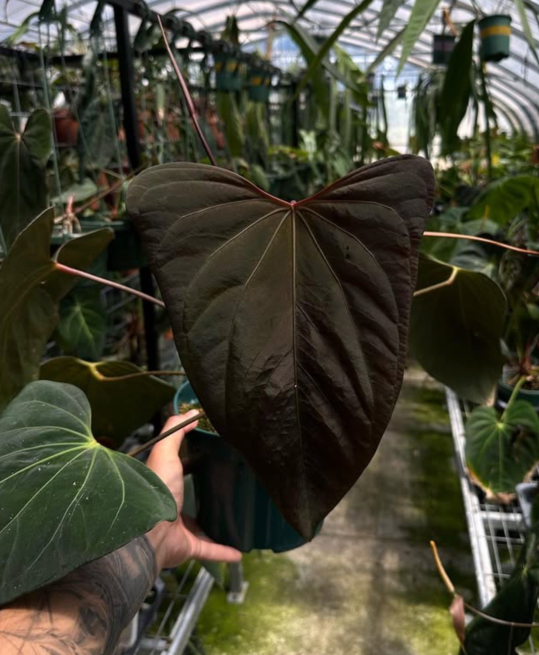 Anthurium portillae — WuHoo Tropicals photo 1