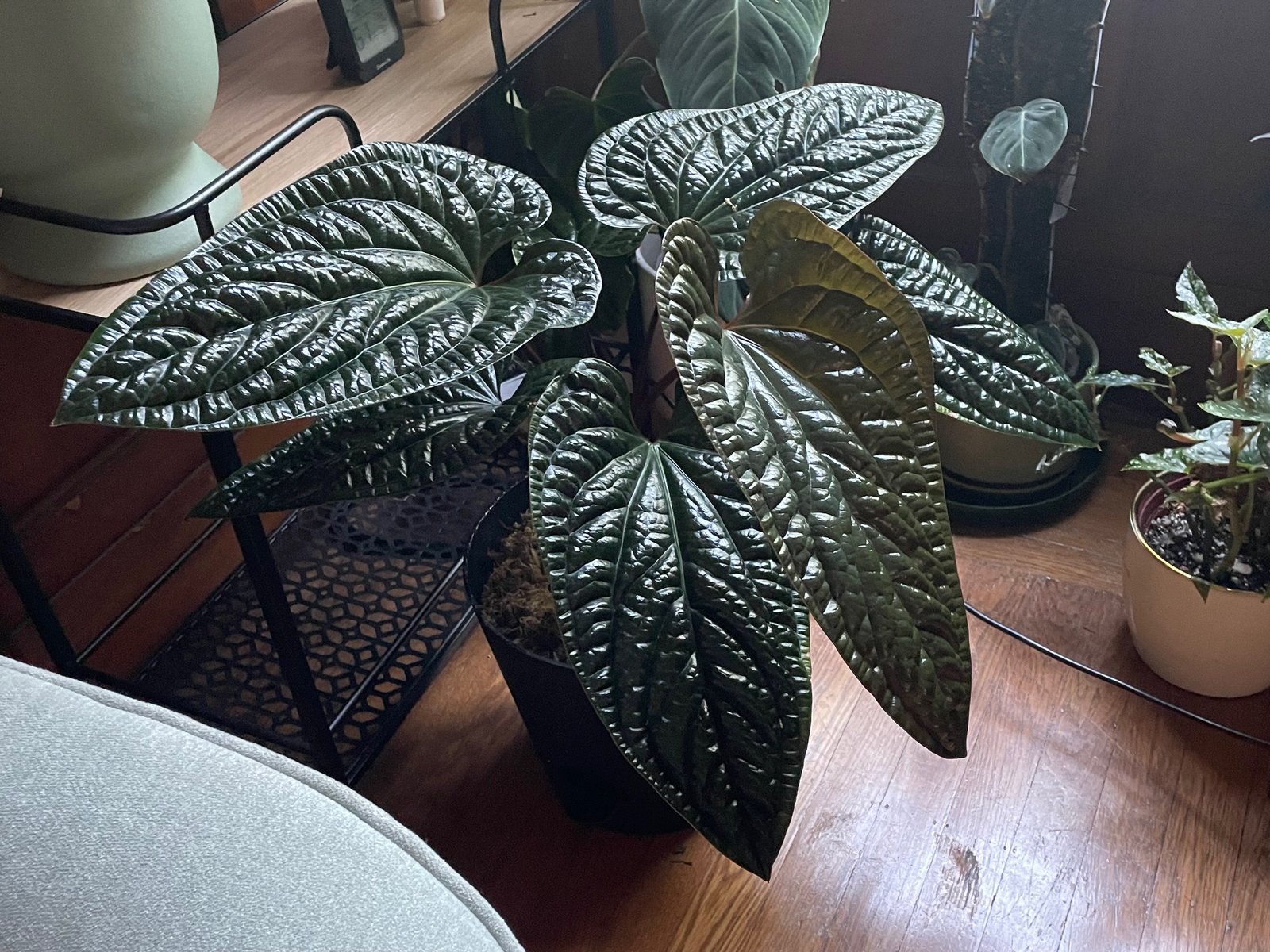 Radicans × Luxurians — community sample photo 1