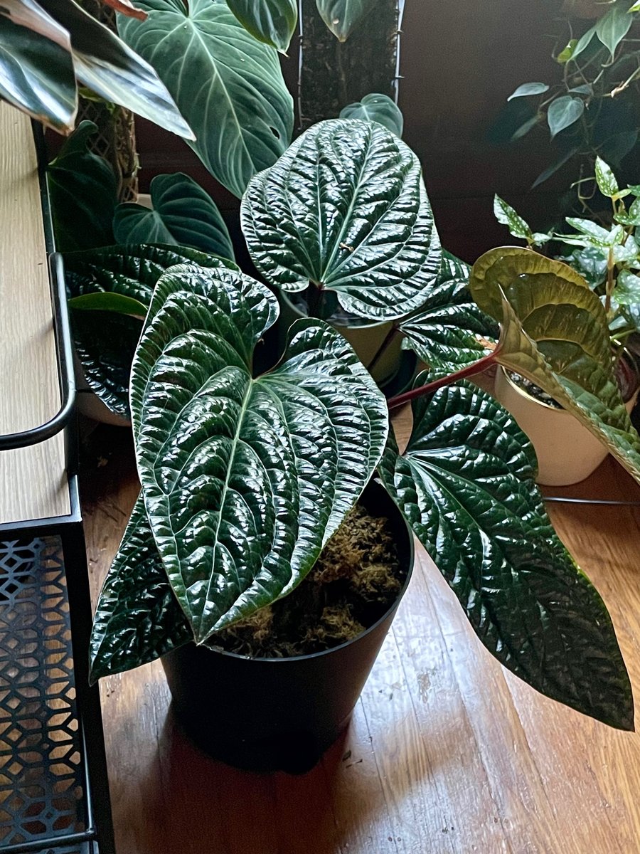 Radicans × Luxurians — community sample photo 2