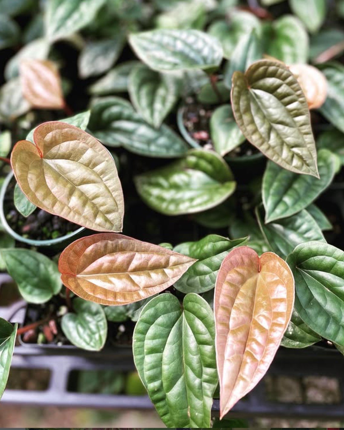 Radicans × Luxurians — NSE Tropicals photo 1