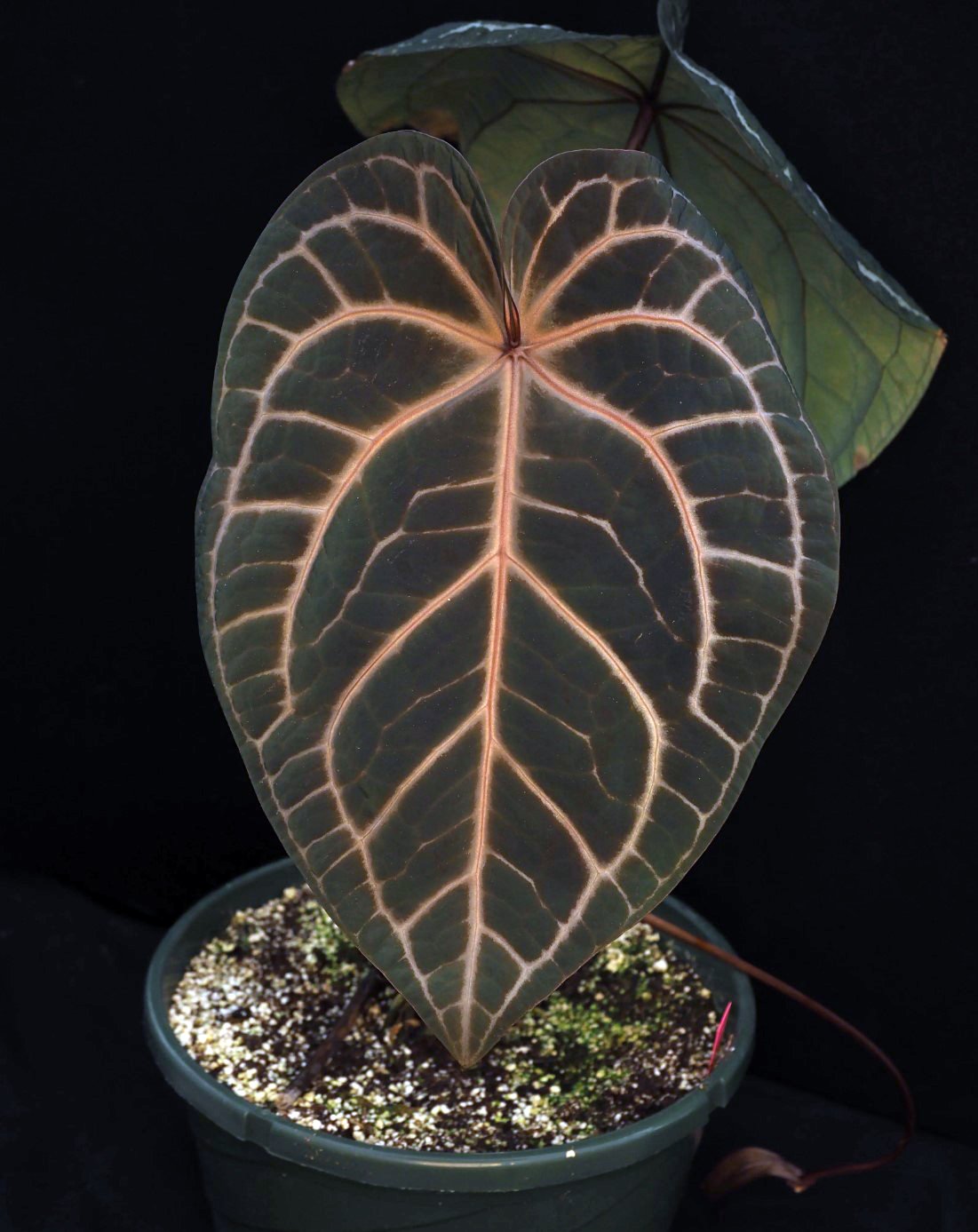 Red Crystal Wu5 — WuHoo Tropicals photo 1