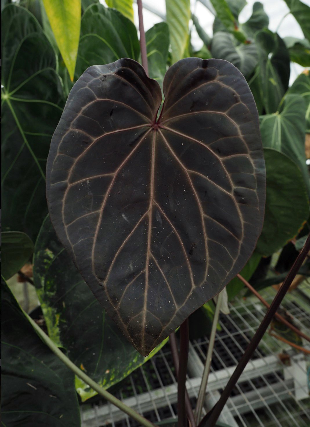 Red Crystal Wu9 — WuHoo Tropicals photo 1