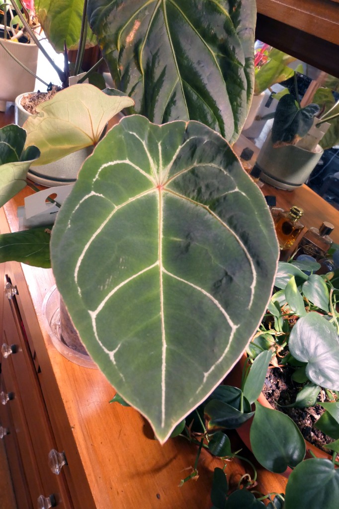 Red Spider × unknown — community sample photo 1
