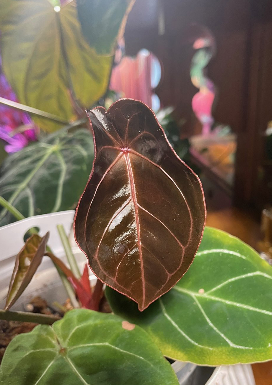 Red Spider × NOID — community sample photo