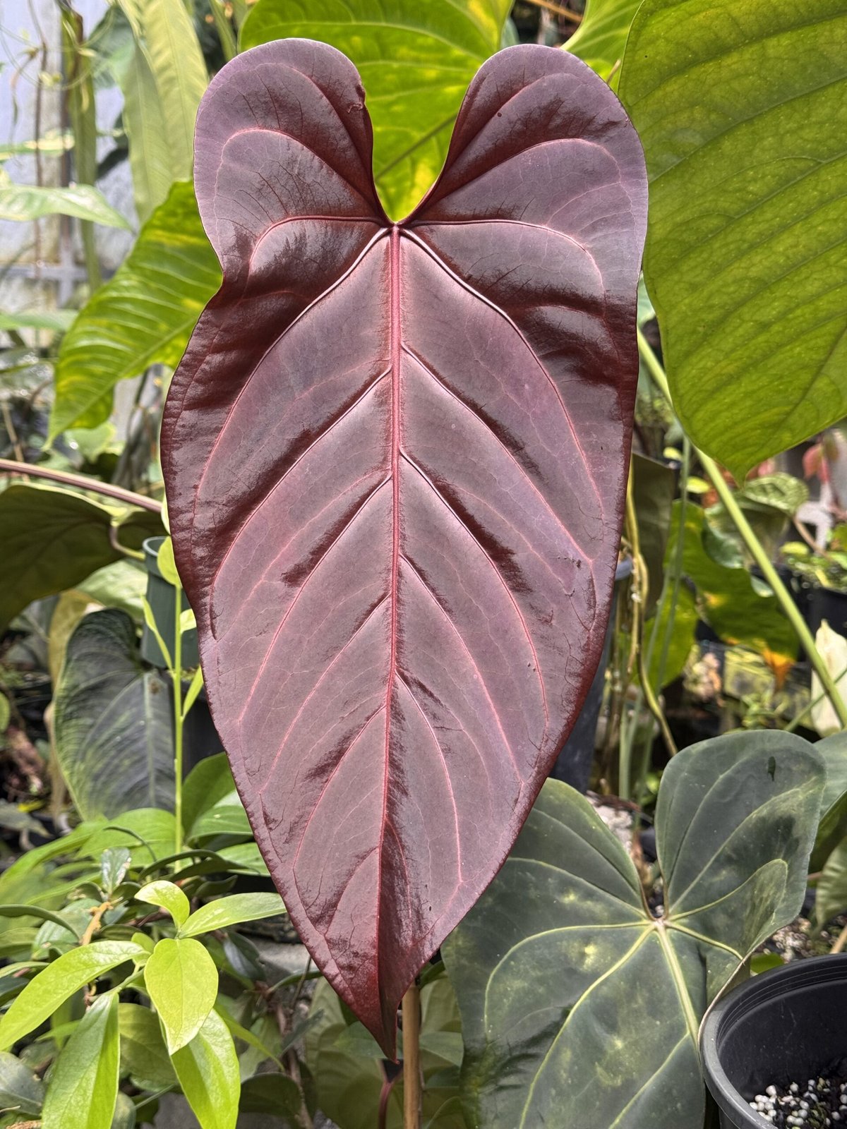 Red Velvet Cake × Dark and Handsome — NSE Tropicals photo 1