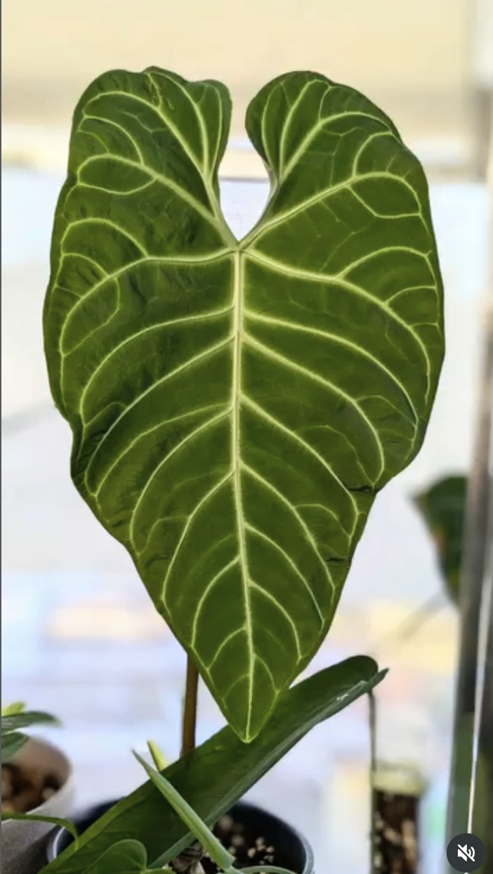 Anthurium regale Linden — The Leaf Gallery photo 1
