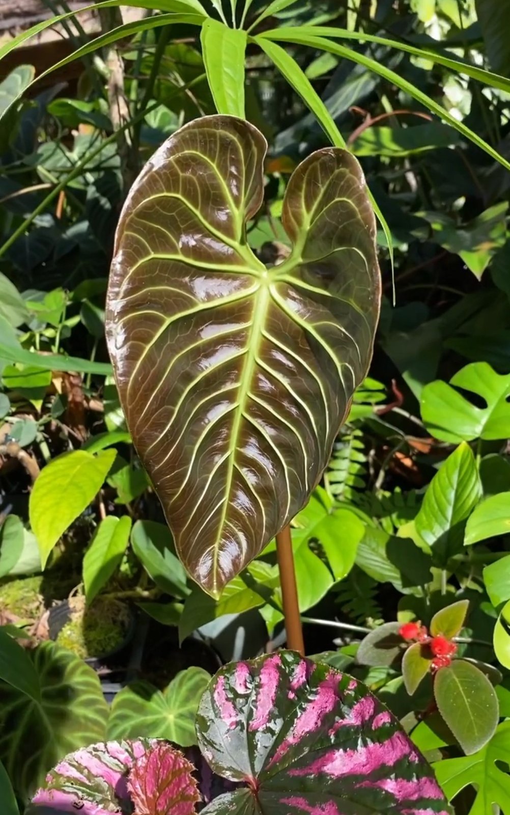 Anthurium regale — NSE Tropicals photo 1