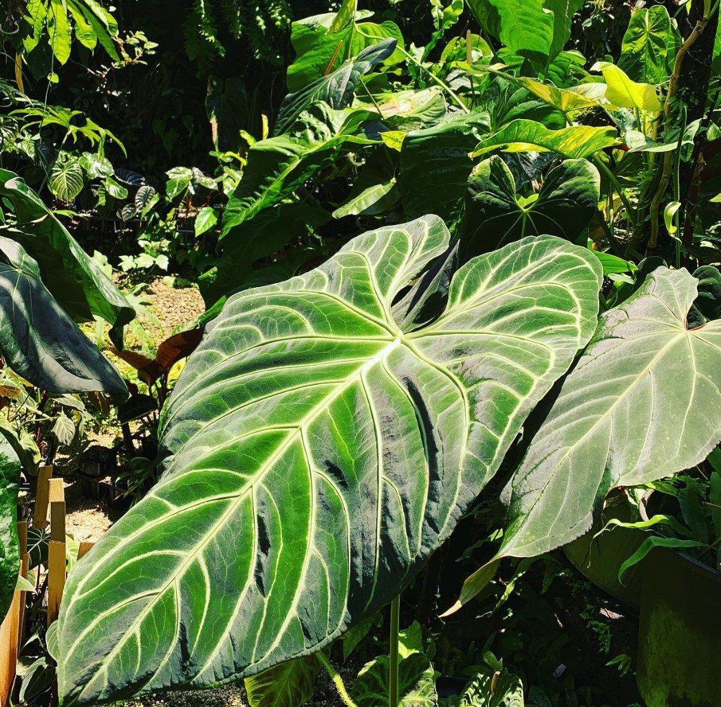 Anthurium regale — NSE Tropicals photo 2
