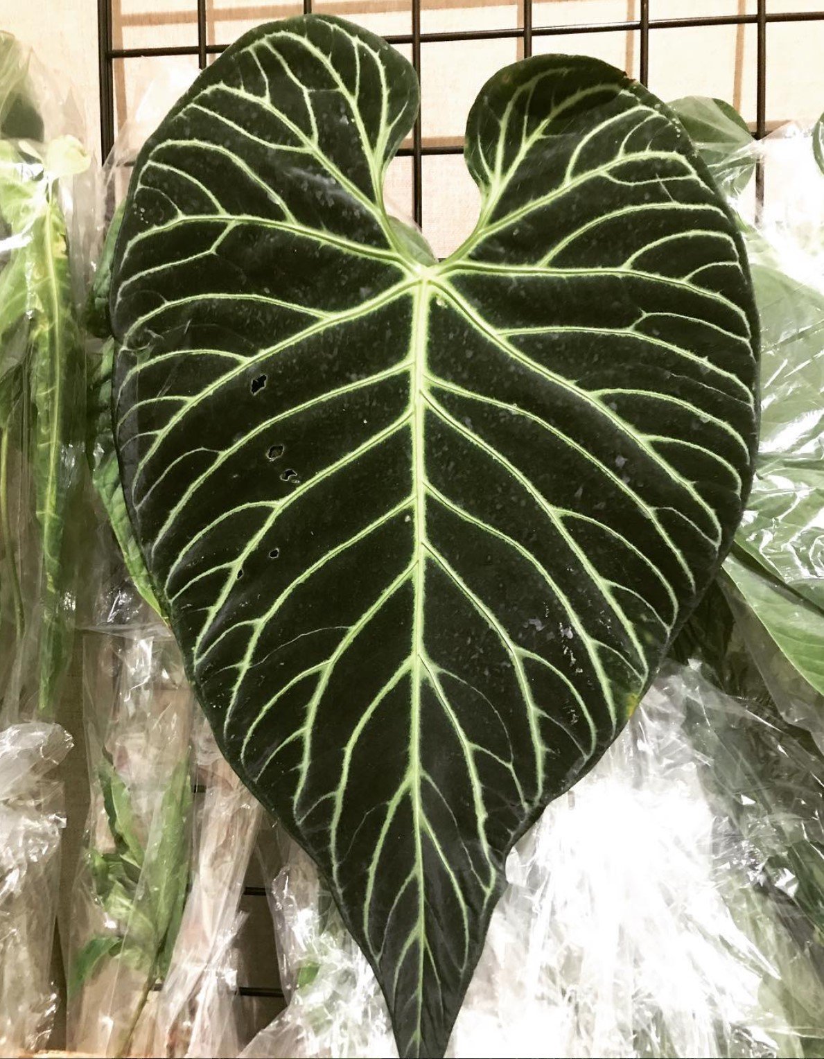 Anthurium regale — NSE Tropicals photo 3