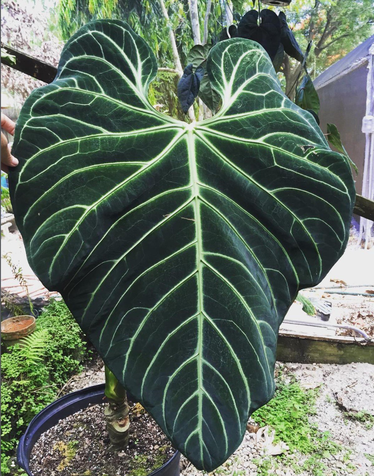 Anthurium regale — NSE Tropicals photo 4