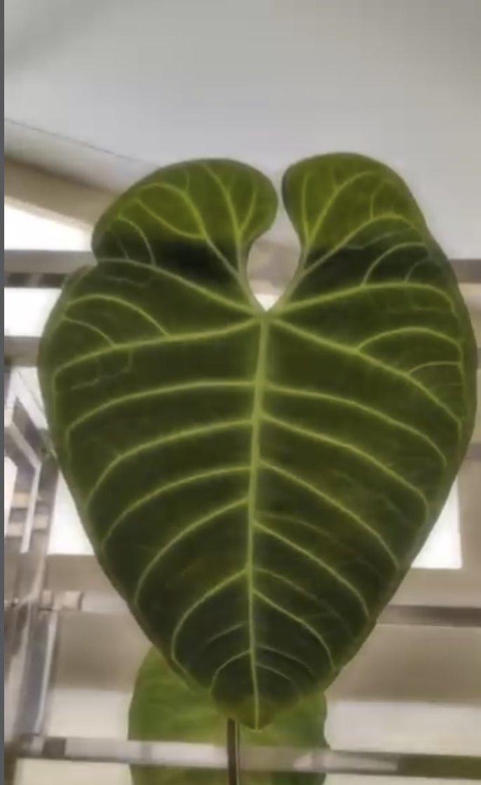 Anthurium regale — The Leaf Gallery photo 2
