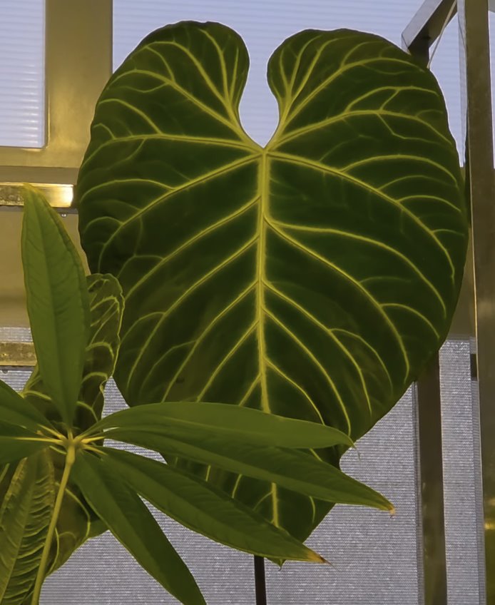 Anthurium regale — The Leaf Gallery photo 3
