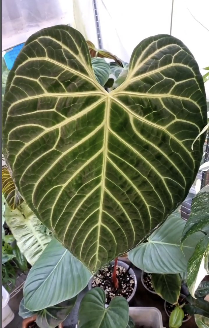 Anthurium regale — The Leaf Gallery photo 5