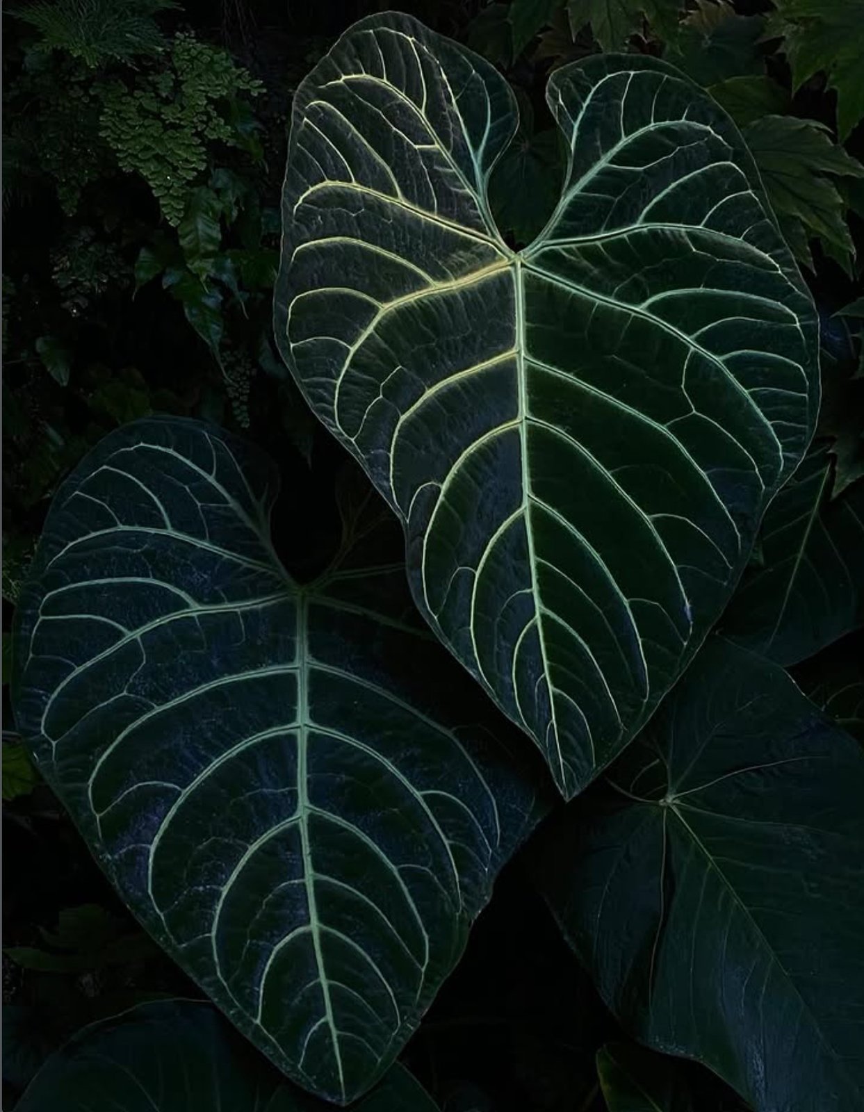 Anthurium regale — Understory Oasis photo 1