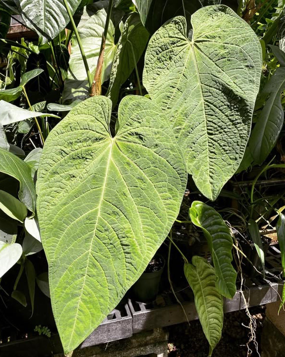 Anthurium rotolanteum — NSE Tropicals photo 1