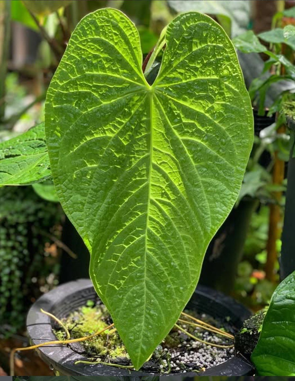 Anthurium rotolanteum — NSE Tropicals photo 2