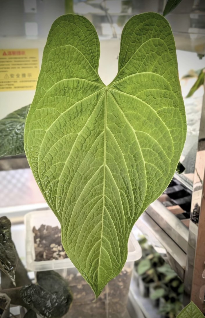 Anthurium rotolanteum — The Leaf Gallery photo 1
