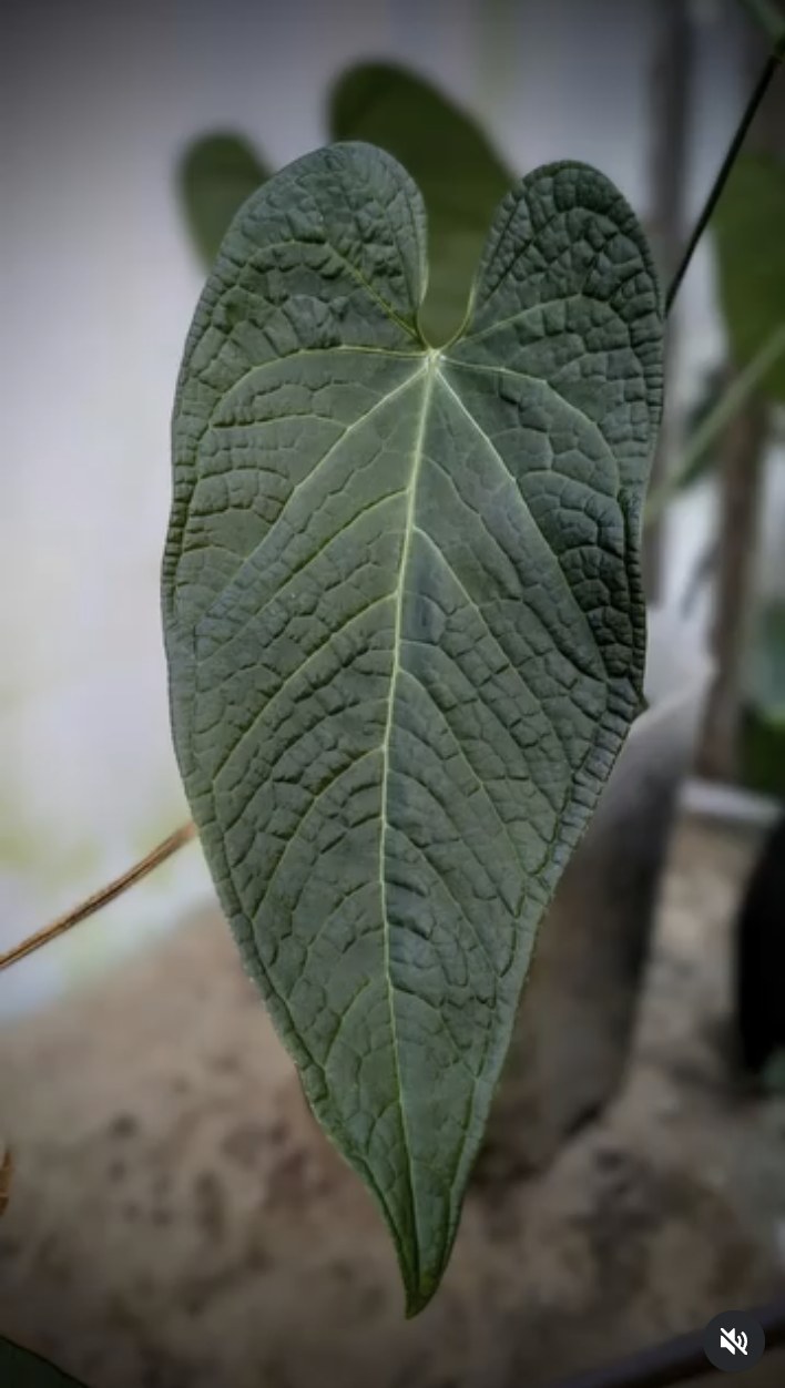 Anthurium rotolanteum — The Leaf Gallery photo 2