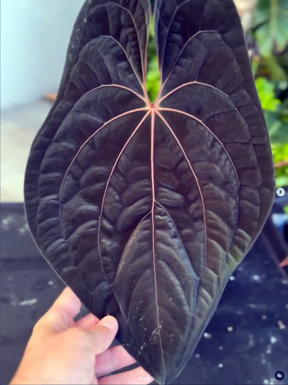 Red Vein Dark Phoenix — Granthuriums photo 1