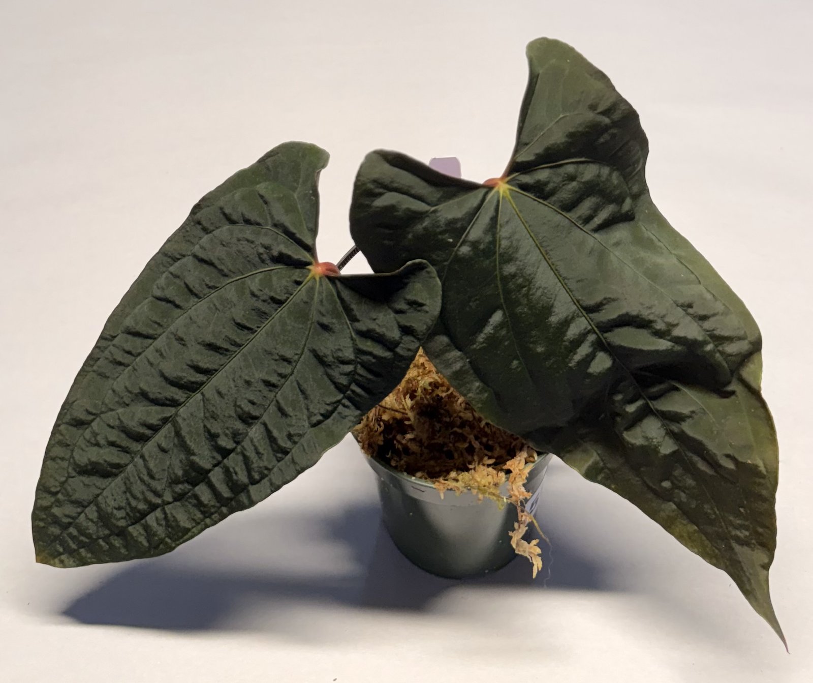 Red Vein Dark Phoenix — NSE Tropicals photo 1