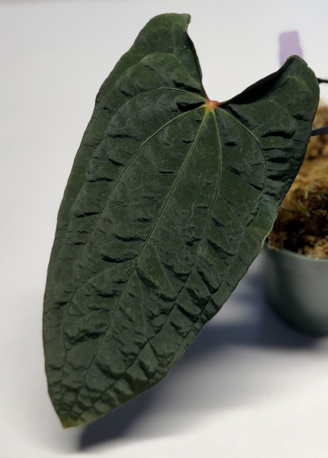 Red Vein Dark Phoenix — NSE Tropicals photo 2