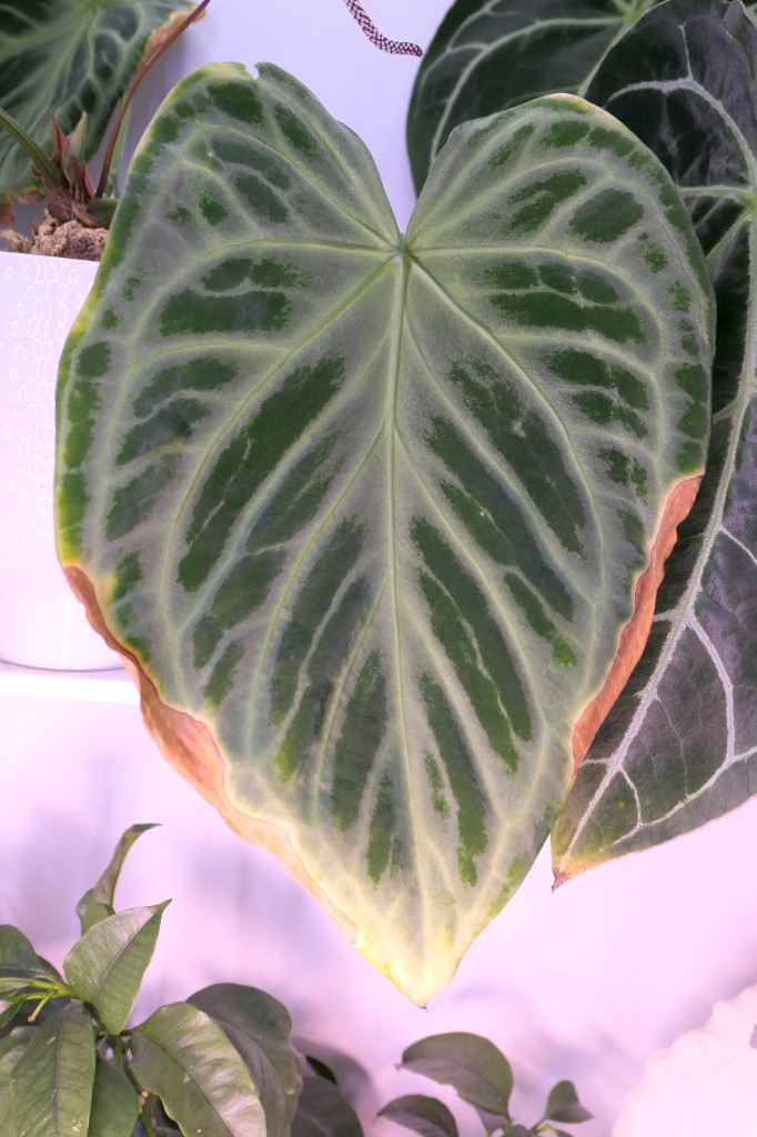 Silver Blush — community sample photo 1