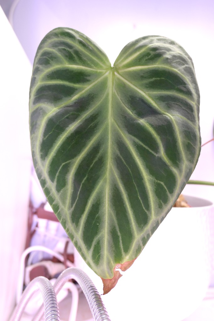 Silver Blush — community sample photo 2