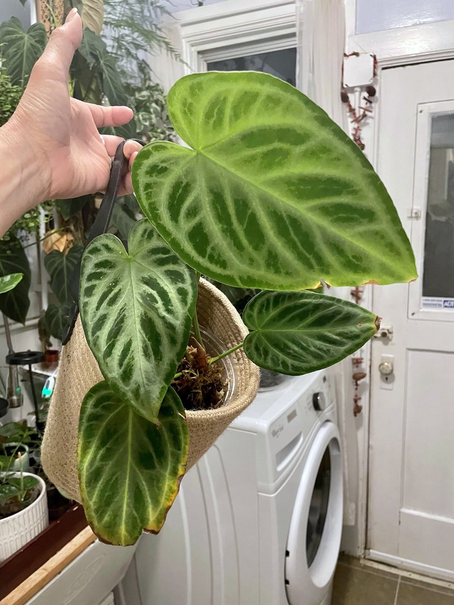 Silver Blush — community sample photo