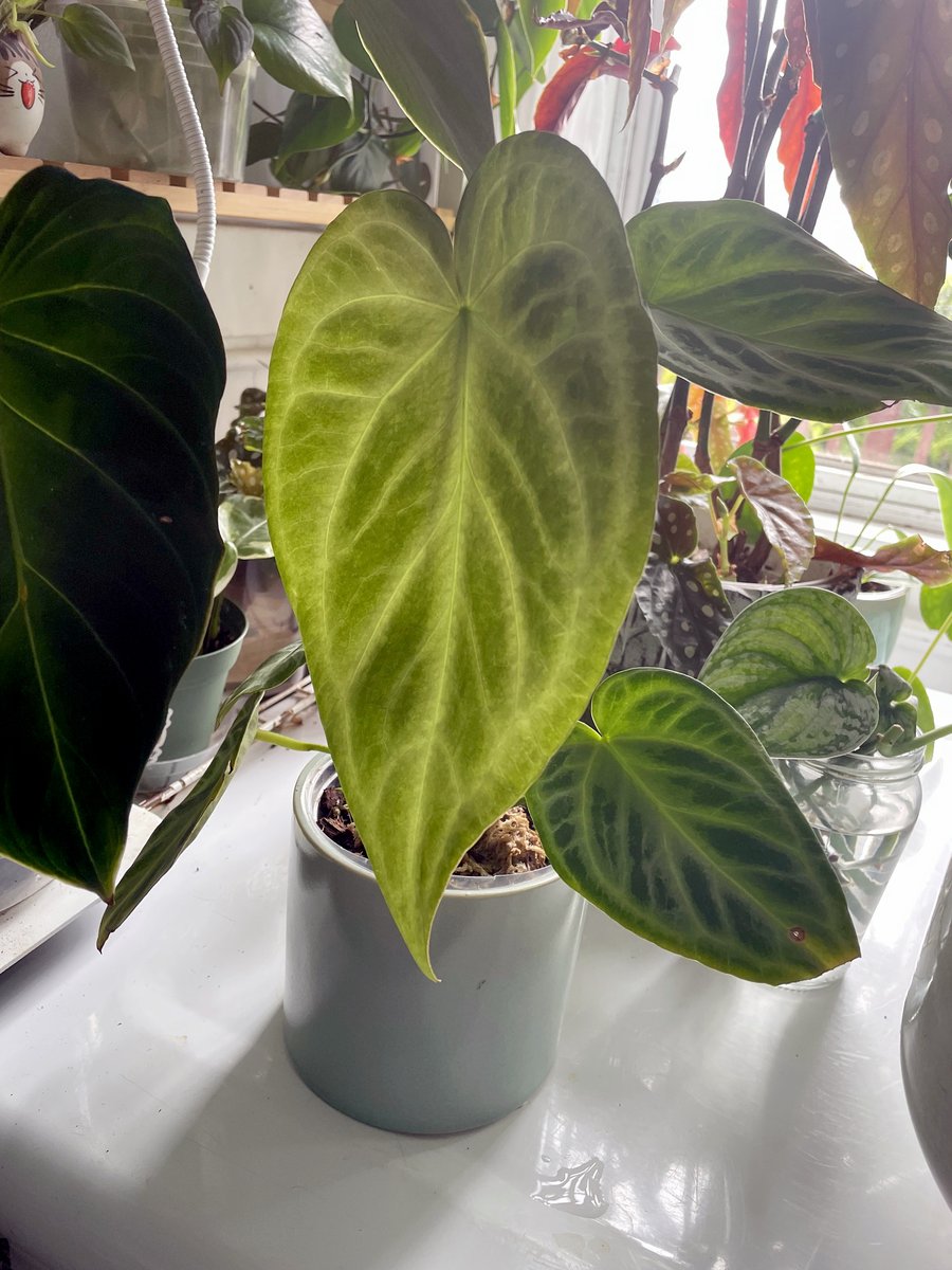 Silver Blush — community sample photo 2