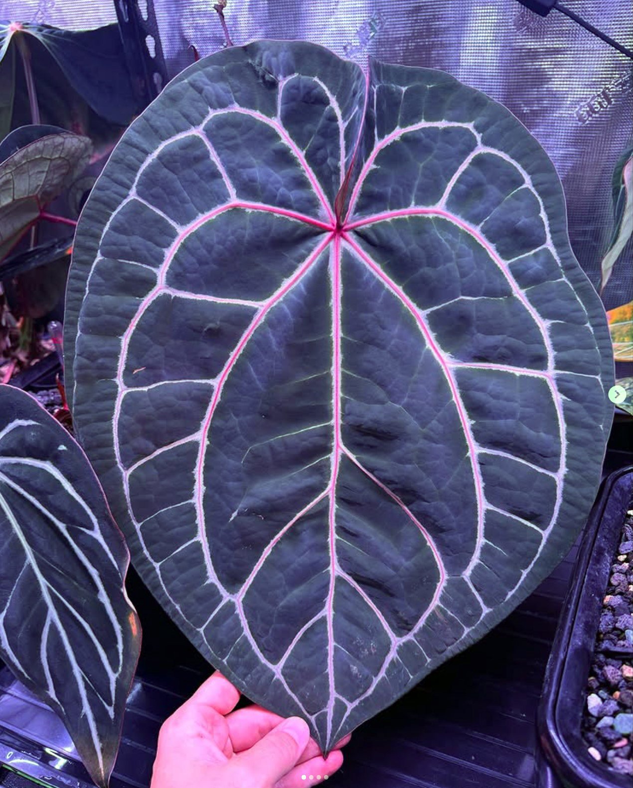 SKG Red Crystal — Granthuriums photo 1
