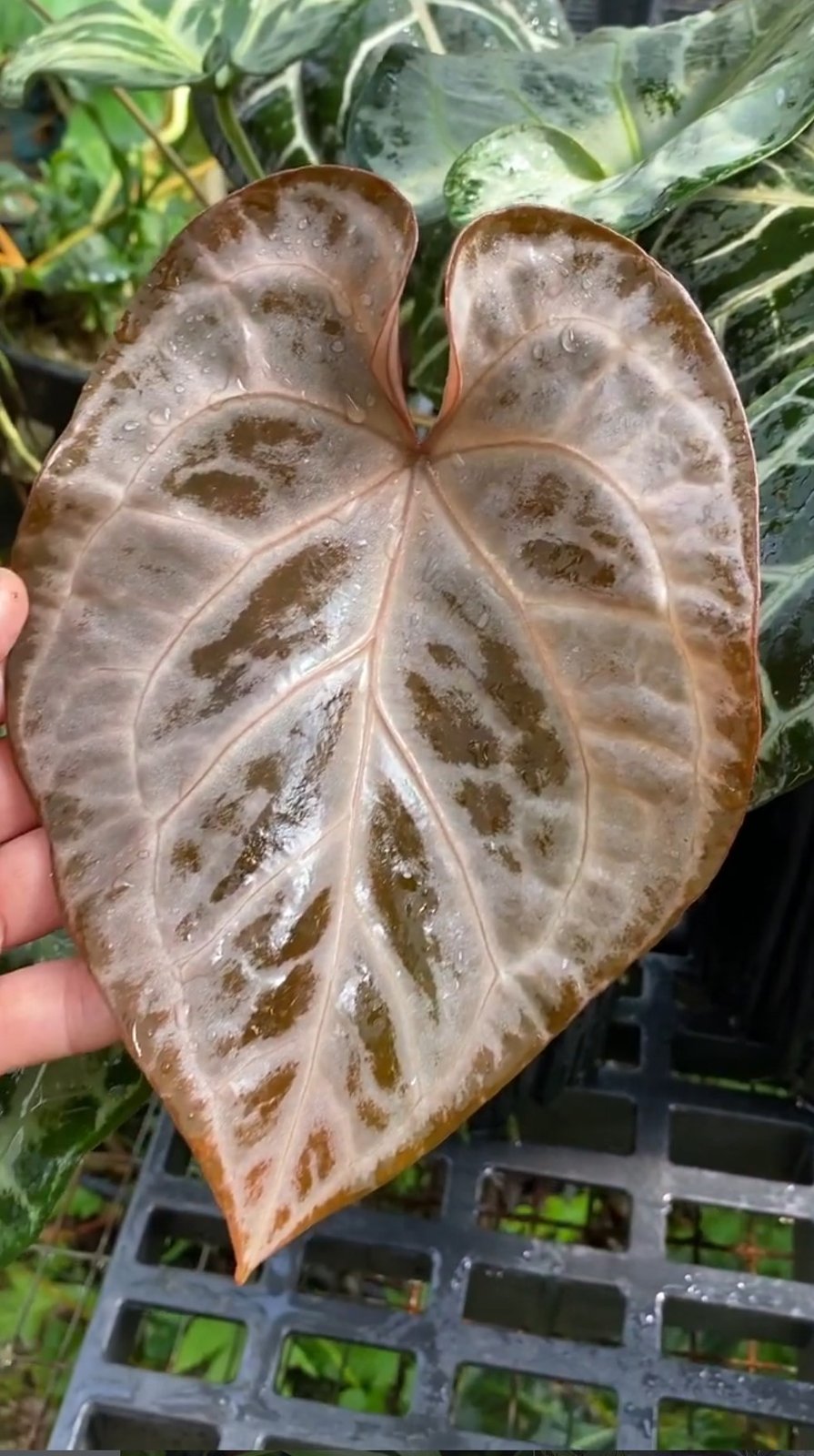 SKG Silver — NSE Tropicals photo 1