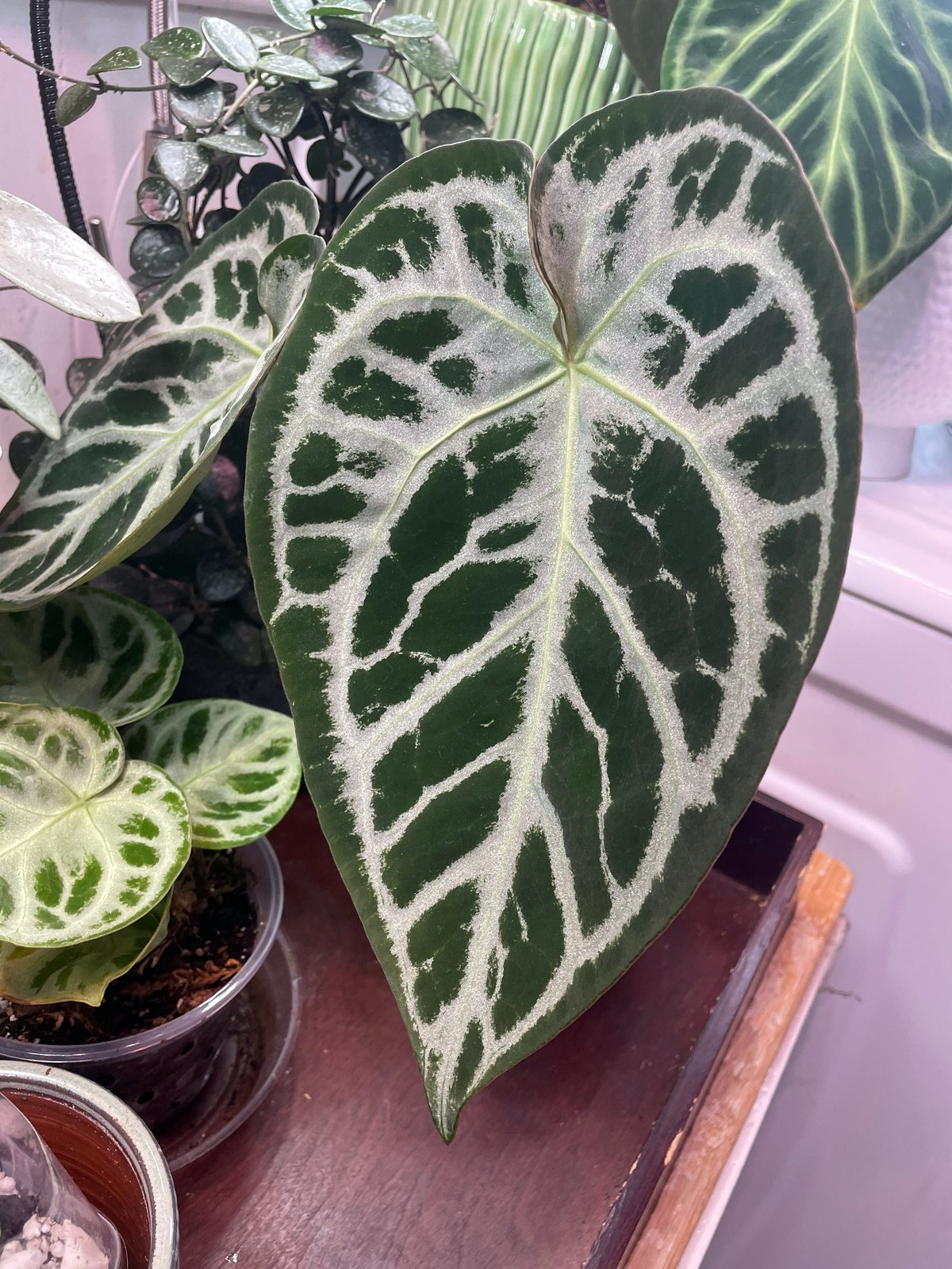 (SKG Silver × Red Crystal) × Silver Tiger — community sample photo