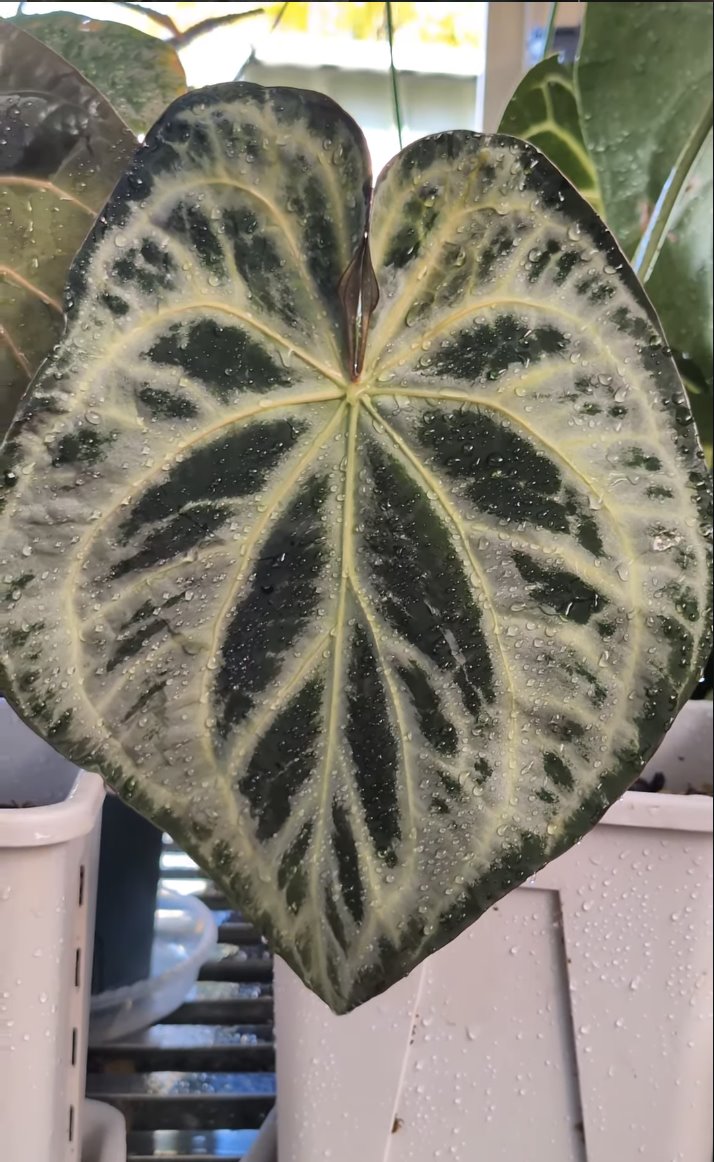 SKG Silver — The Leaf Gallery photo 1