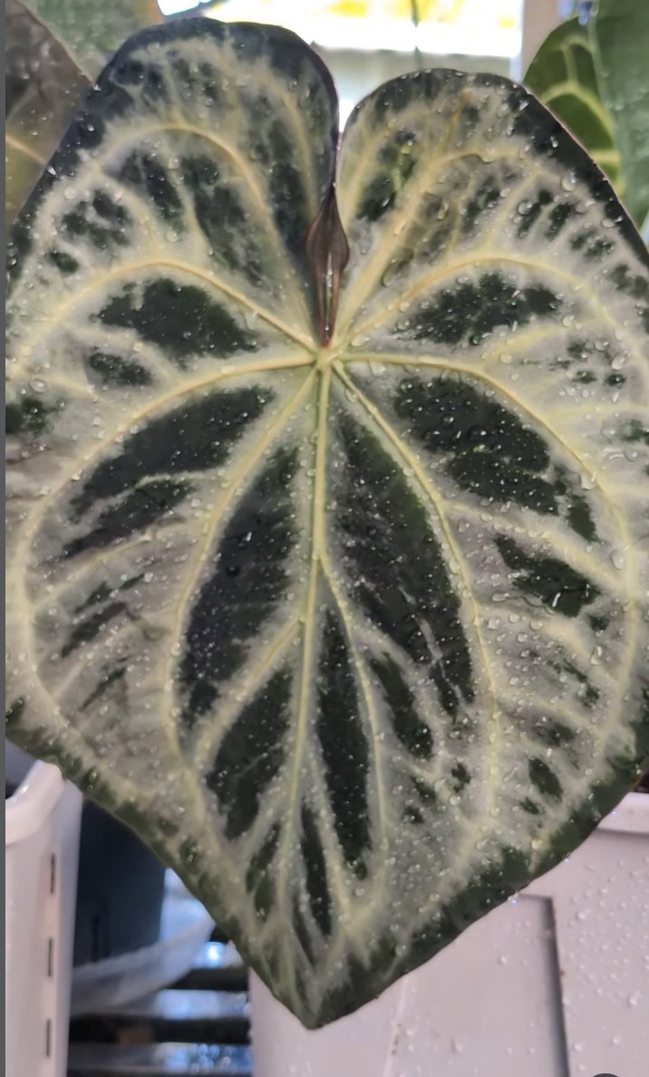 SKG Silver — The Leaf Gallery photo 2