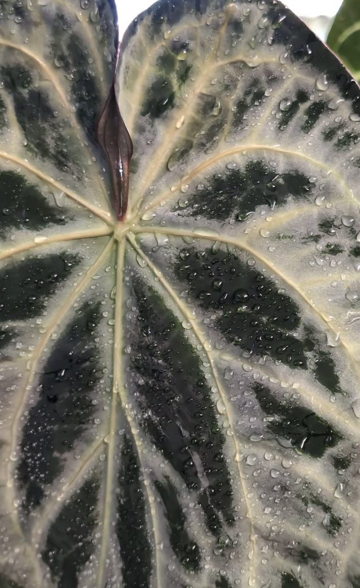 SKG Silver — The Leaf Gallery photo 3