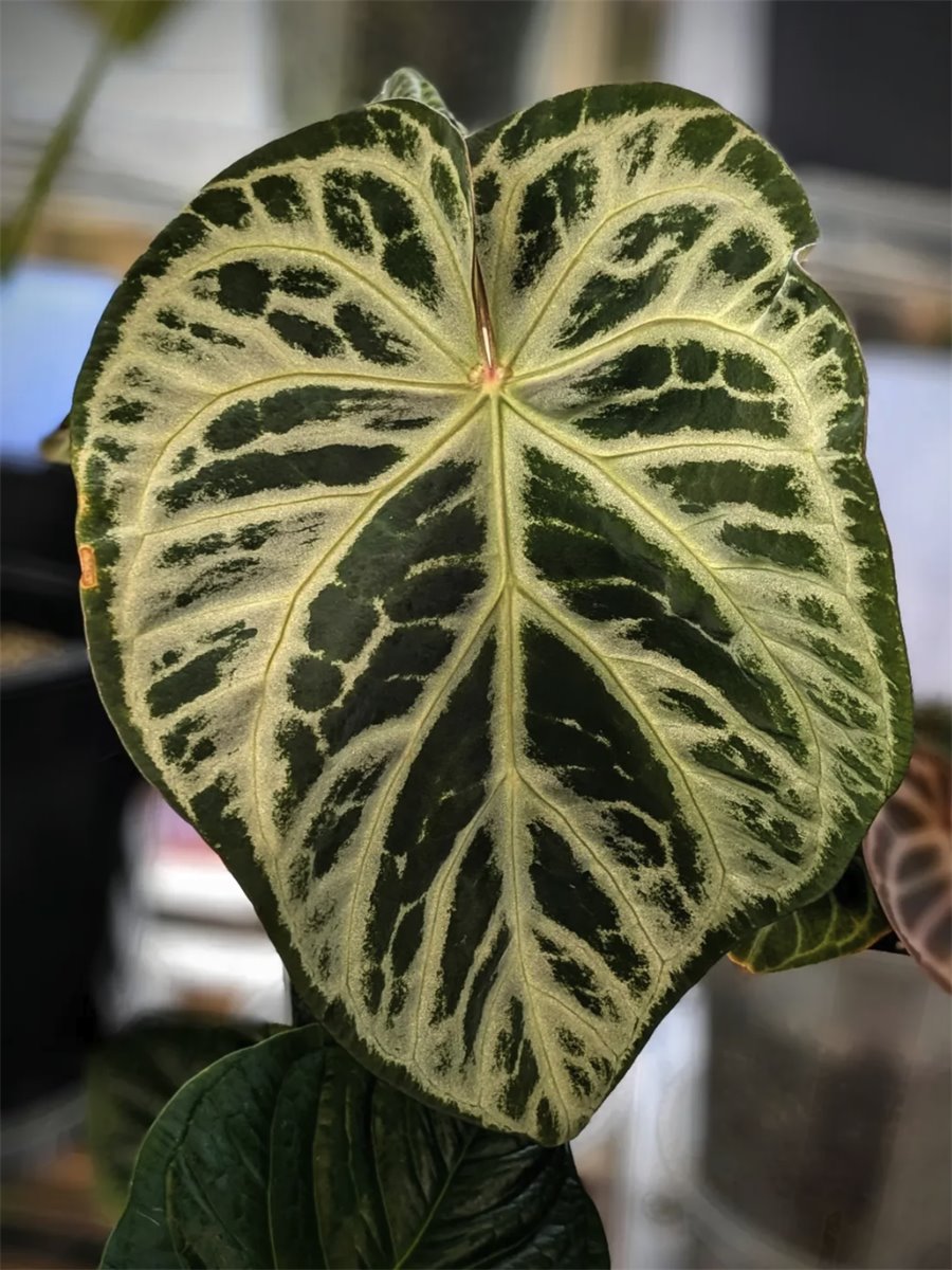 SKG Silver — The Leaf Gallery photo 4