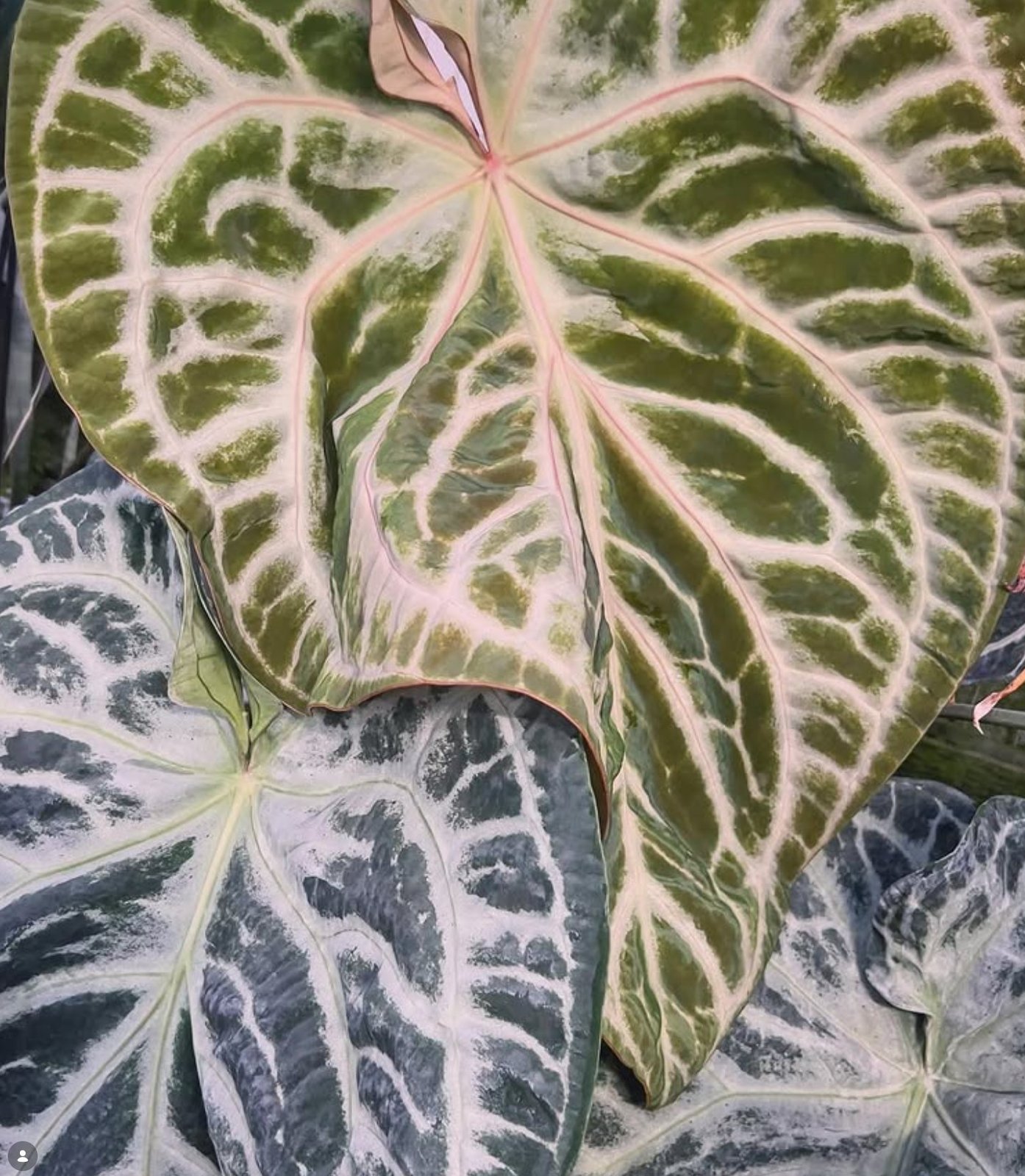 SKG Silver — Understory Oasis photo 1