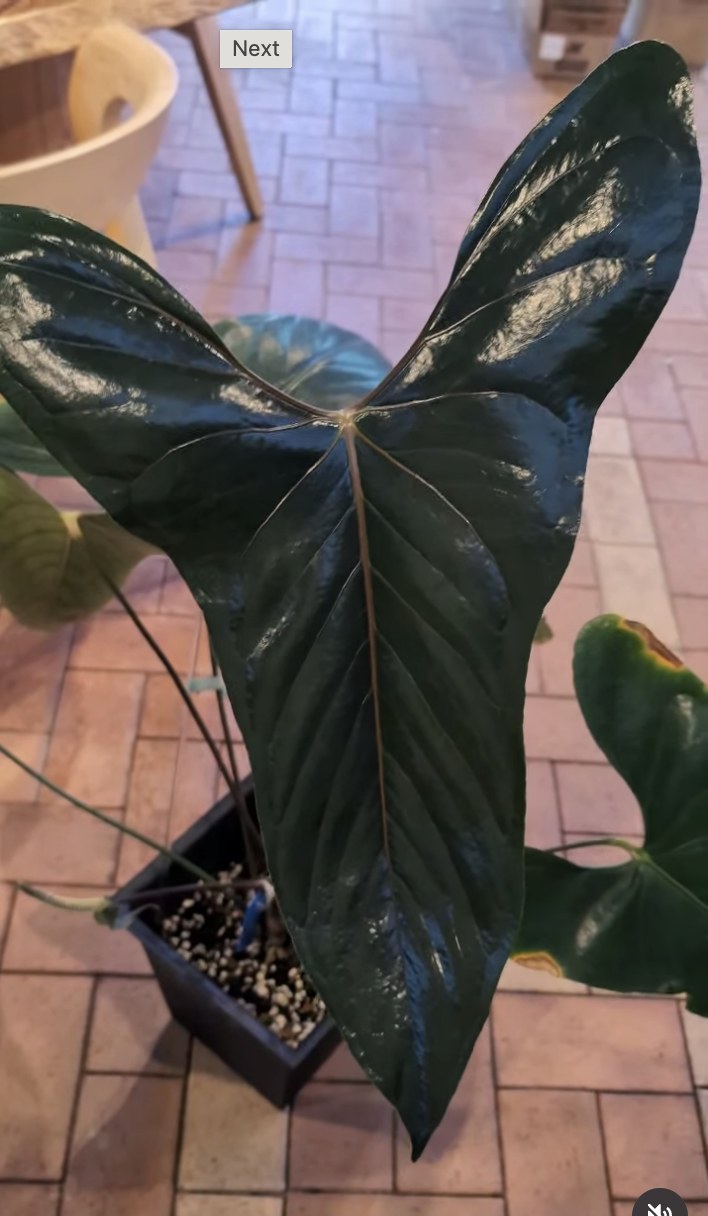 Anthurium sp. Napo — The Leaf Gallery photo 1