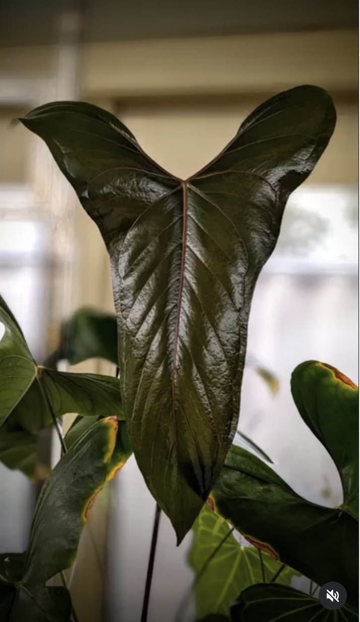 Anthurium sp. Napo — The Leaf Gallery photo 2